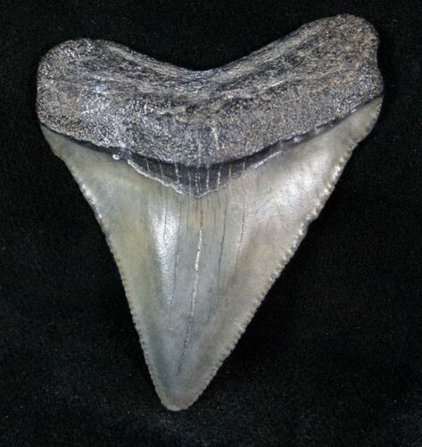 Fossil Megalodon Tooth - Sharp Serrations #13362
